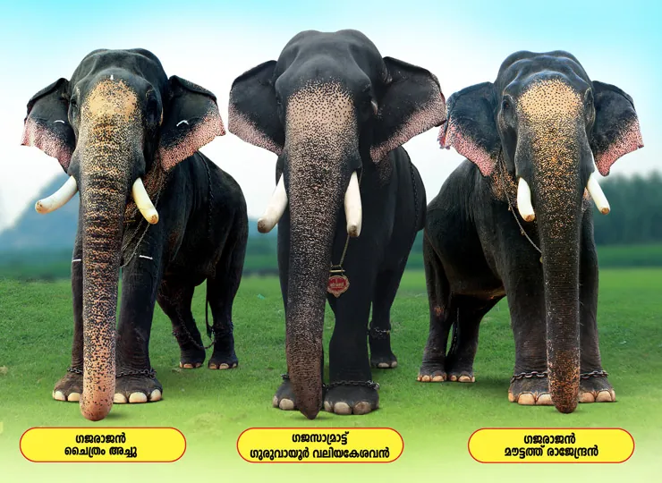 Famous Kerala Tuskers photo 2