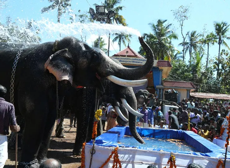Thazhuthala Gajolsavam photo 14