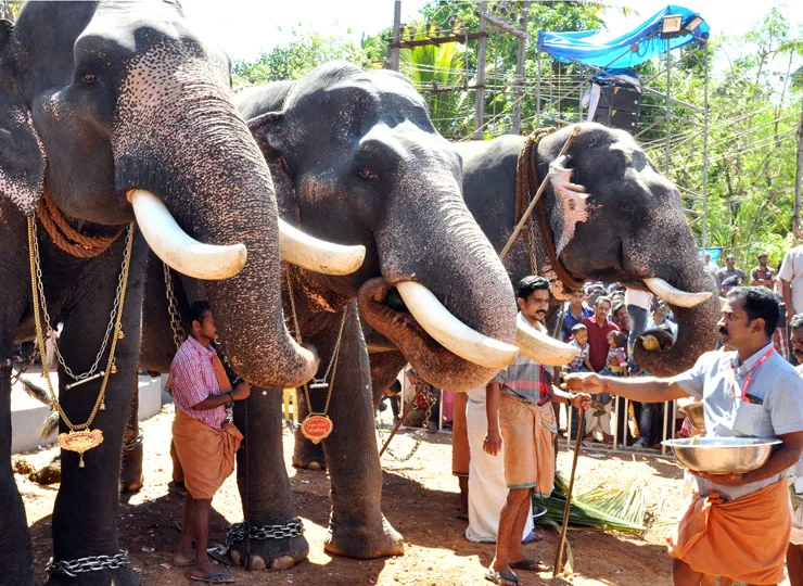 Thazhuthala Gajolsavam photo 5